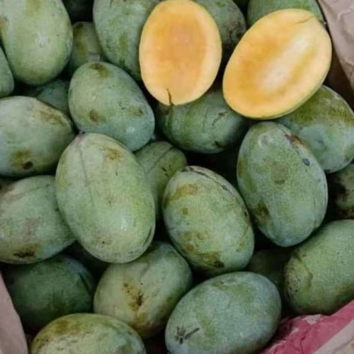 10 Jenis Mangga, Dari Kweni hingga Golek