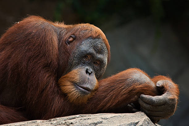 Orangutan Sumatera