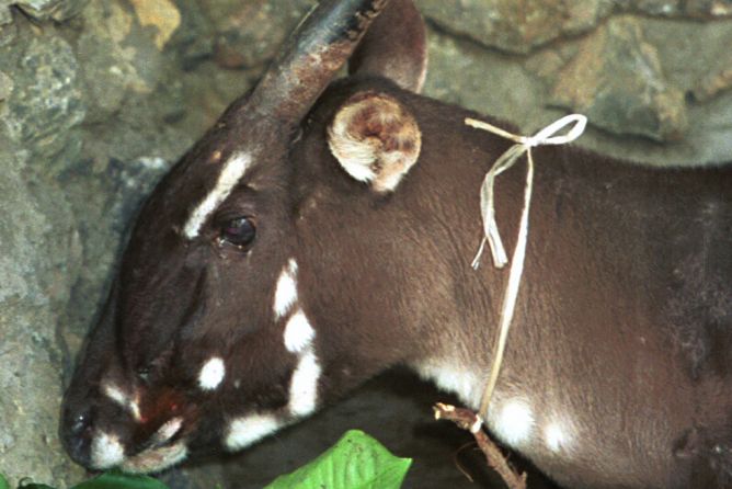 8 Spesies Langka di Dunia, Penyebab Utamanya Pemburuan Bebas