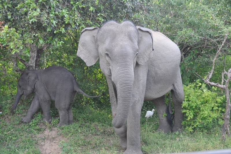 gajah hutan afrika